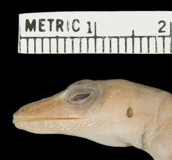 Media type: image;   Herpetology R-10630 Aspect: head lateral